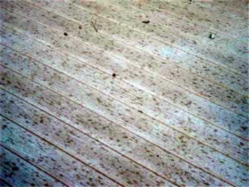 Mold stained composite that has not been allowed to thoroughly dry
